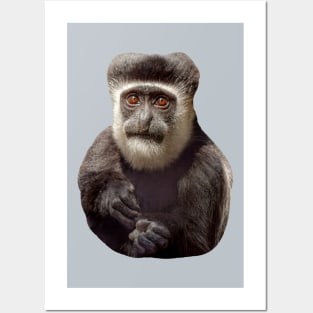 The wonderful eyes of a Colobus monkey Posters and Art